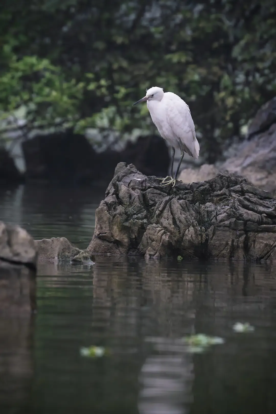 Close up of a white Little Egret bird standing on a rock in the Thung Nham Bird Valley wetlands.
