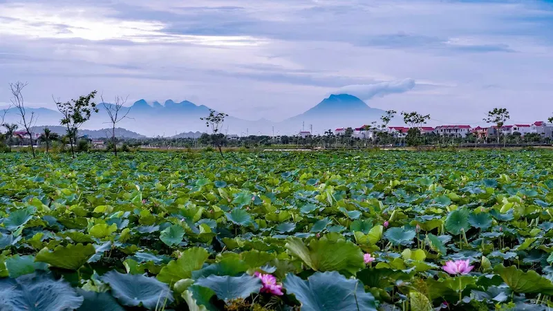 a Lotus Farm in Vietnam