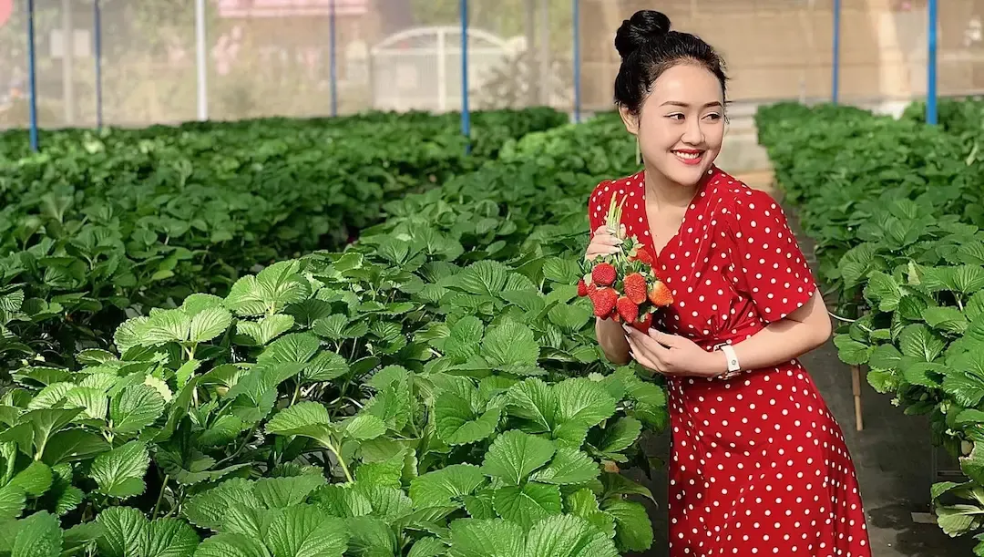 vườn dâu đà lạt