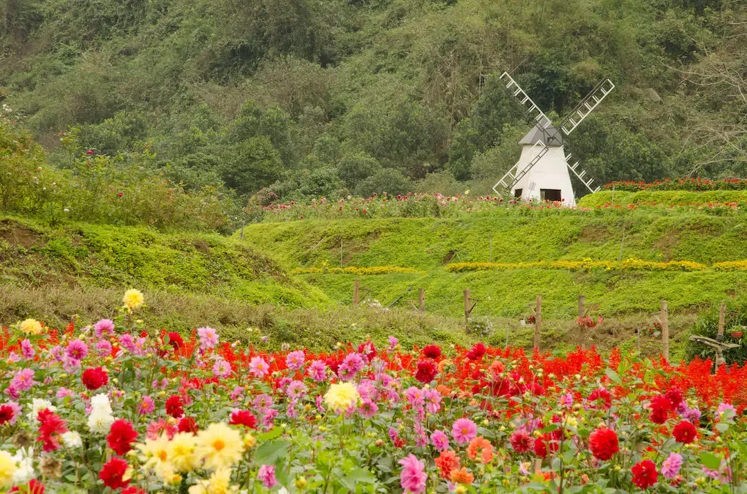 Vibrant flower garden with a white windmill and green mountain landscape in Thung Nham Ninh Binh.