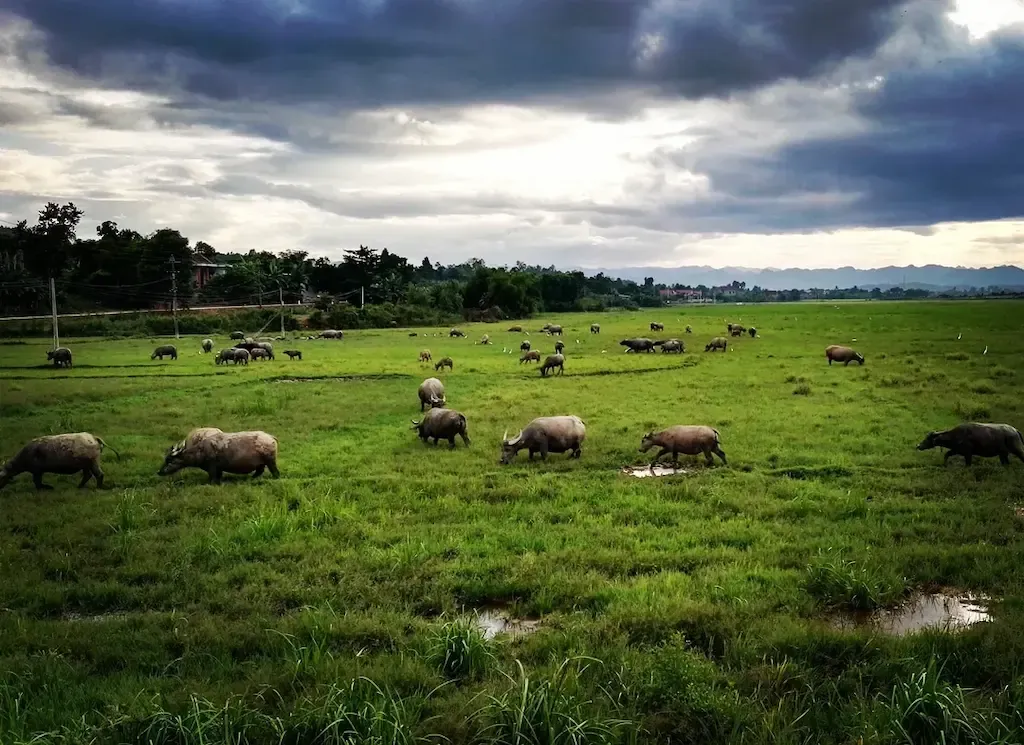 Phong Nha Farmstay With Buffalo Grazing the Field