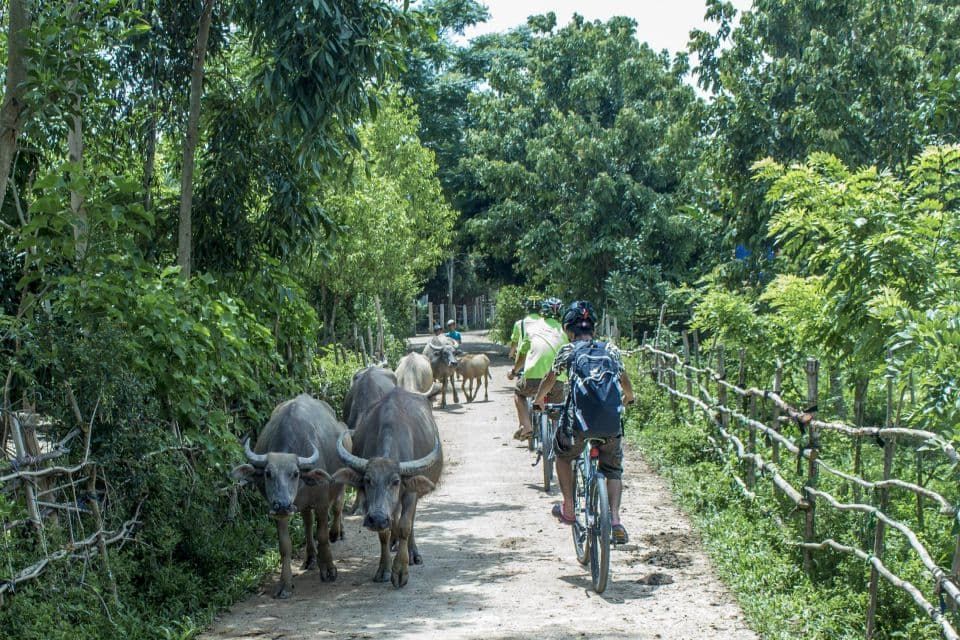 Cyclists Riding on a Rural Dirt Road Alongside a Herd of Water Buffalo, Surrounded by Lush Greenery and Trees in Bong Lai Valley