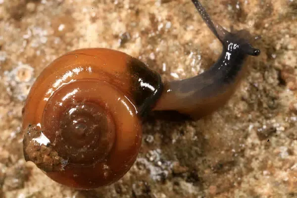 Close up macro view of a glossy amber colored cave snail shell on a damp stone wall