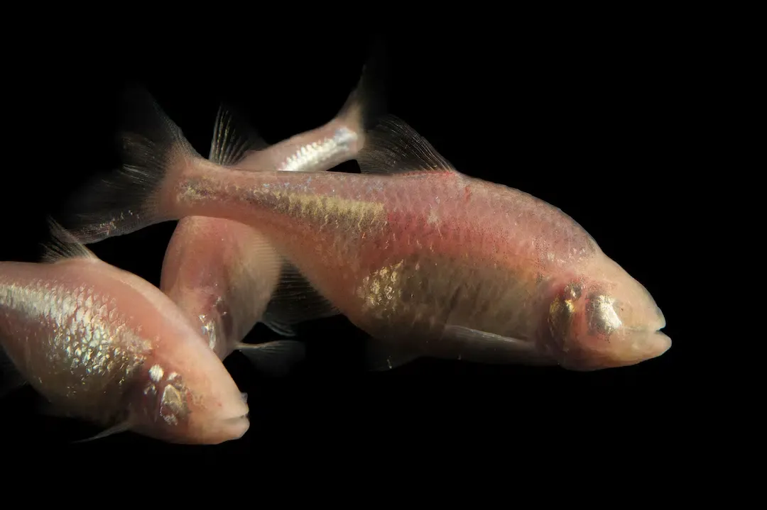 Close up view of three translucent pink Mexican blind cavefish swimming against a pure black background.