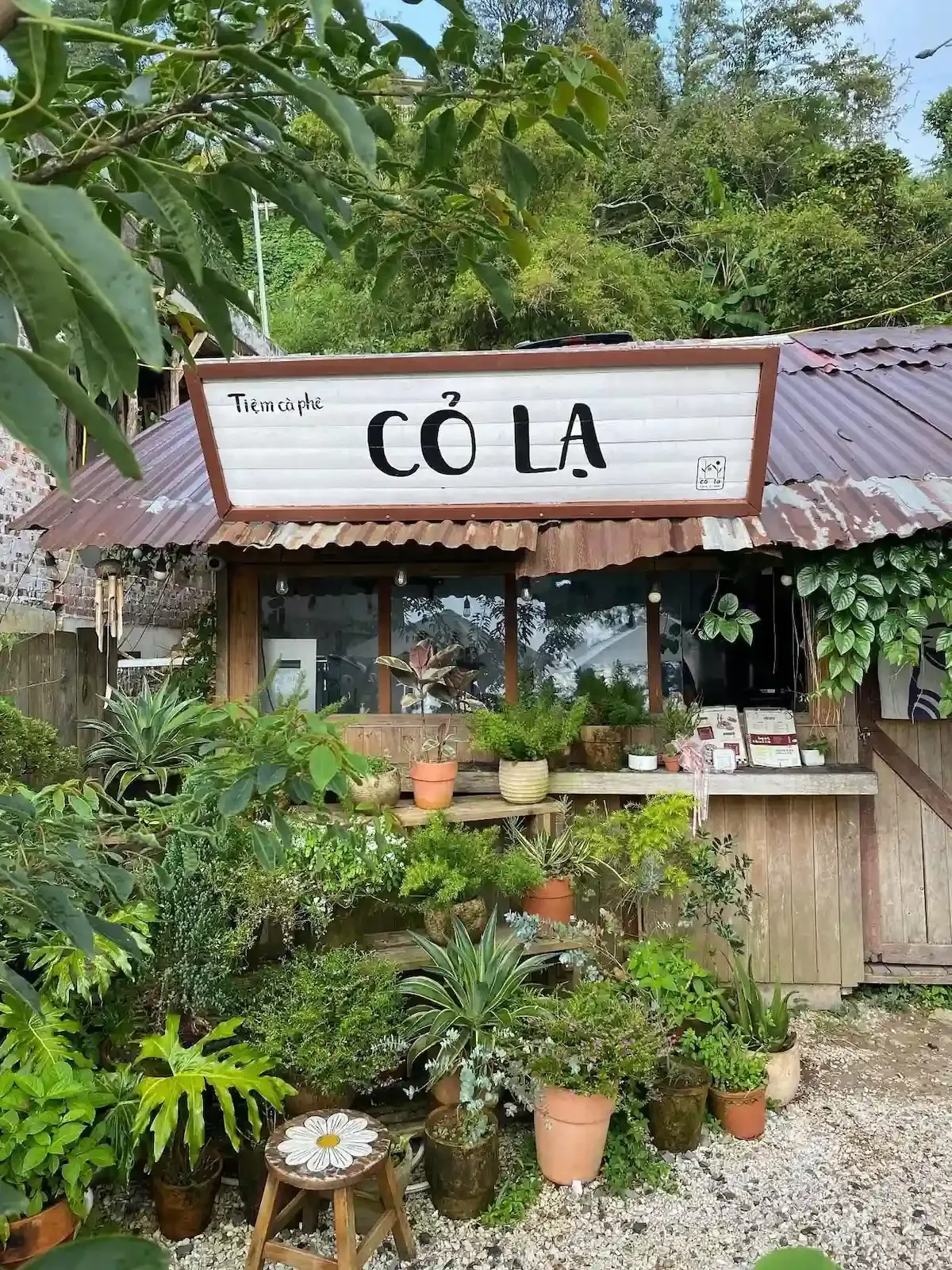 Tiệm cà phê Cỏ Lạ tại Tam Đảo