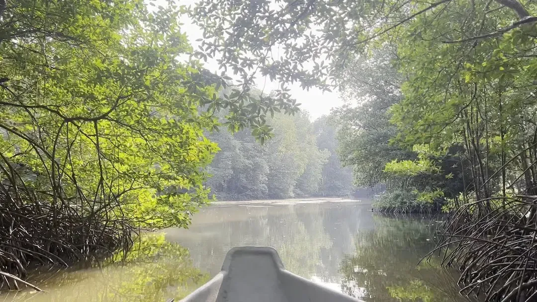 Can Gio Mangrove Forest Near Ho Chi Minh City, Vietnam