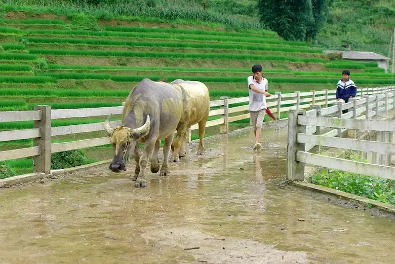 Ta Phin Village in Sapa