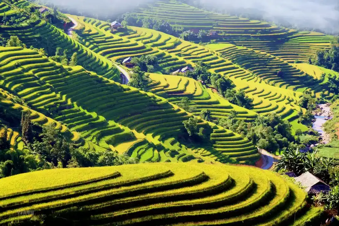Hoang Su Phi Rice Terraces