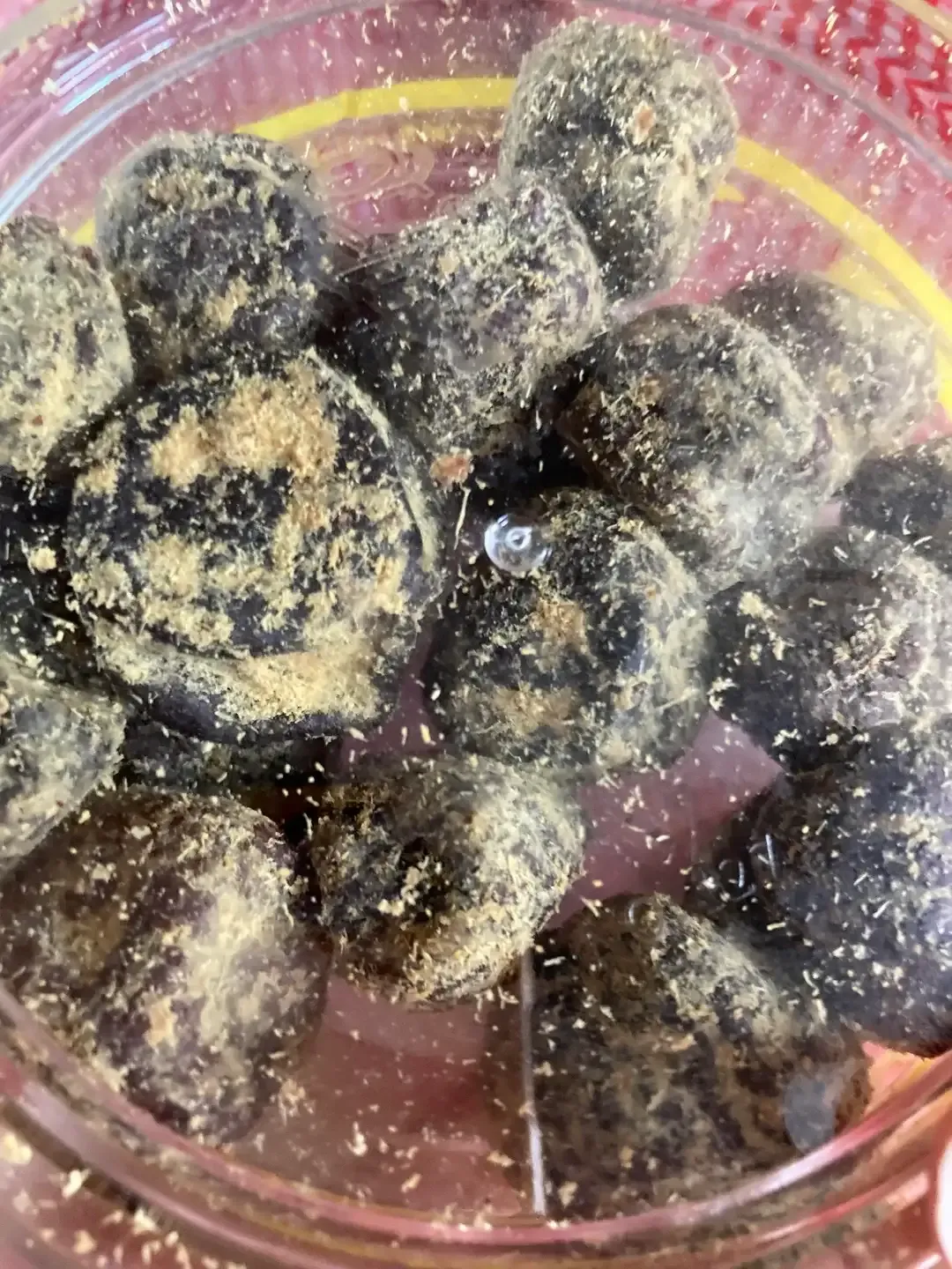 O Mai Literally Means Black Apricot