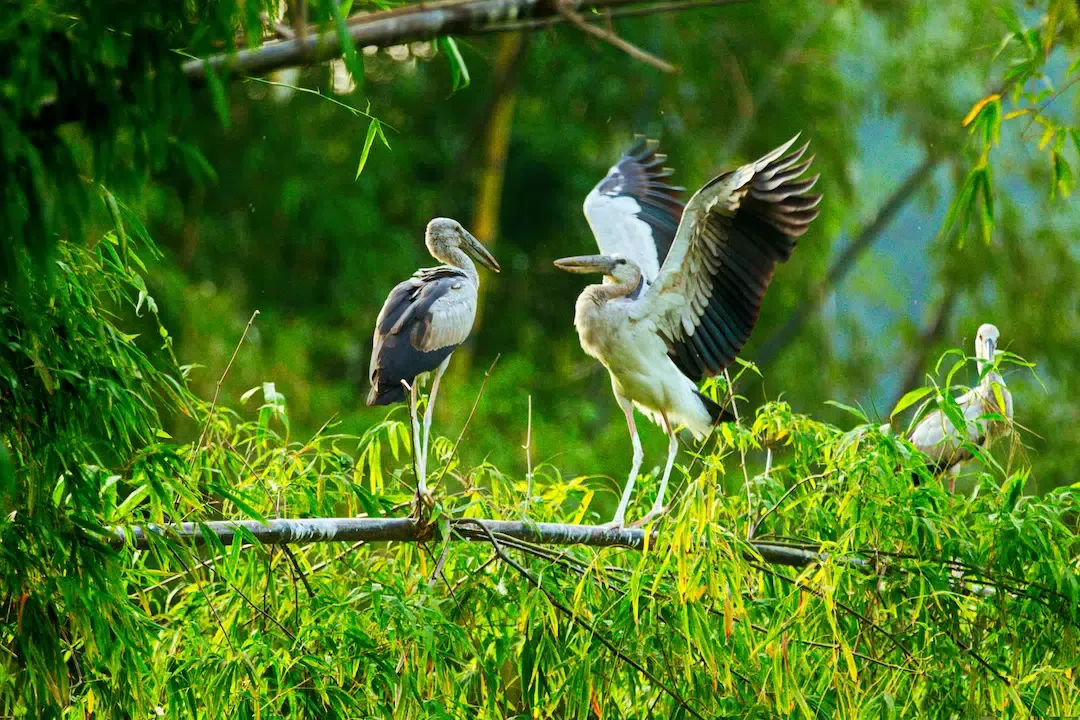 Two Asian Openbill storks perched on a bamboo branch in the Thung Nham Natural Reserve.