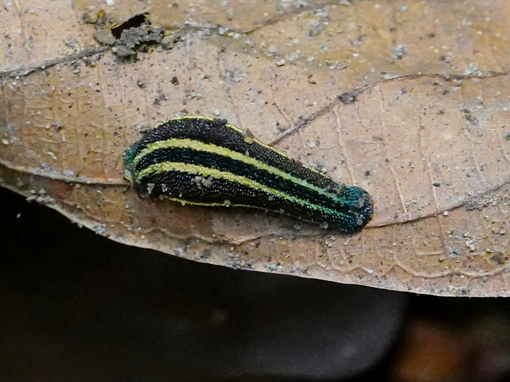 Small terrestrial leech on a green leaf beside a fingertip for scale