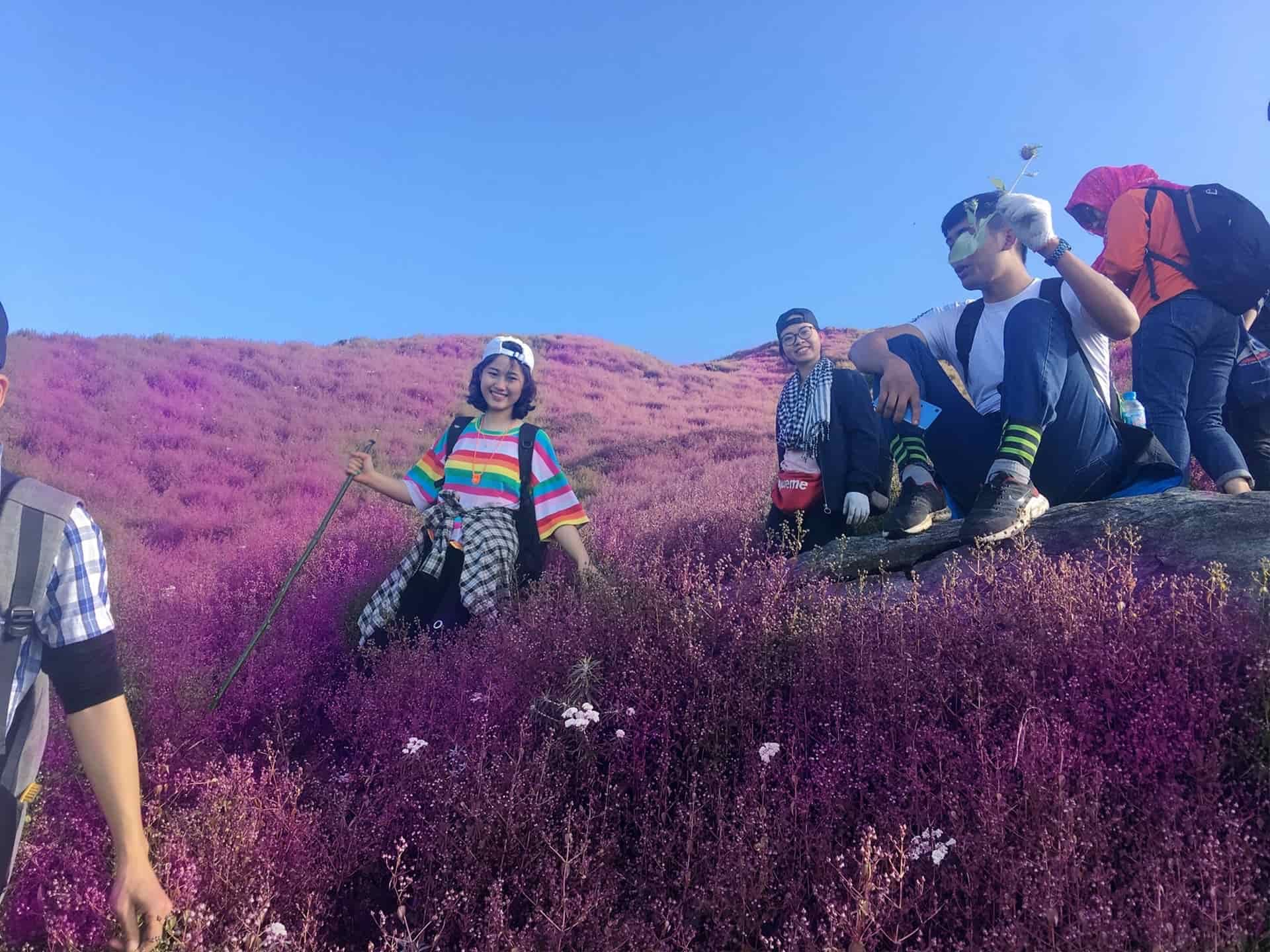 Đoàn người đi giữa biển hoa chi pâu tím