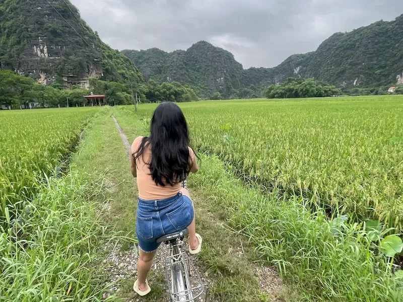 Golden rice fields Ninh Binh harvest season May June