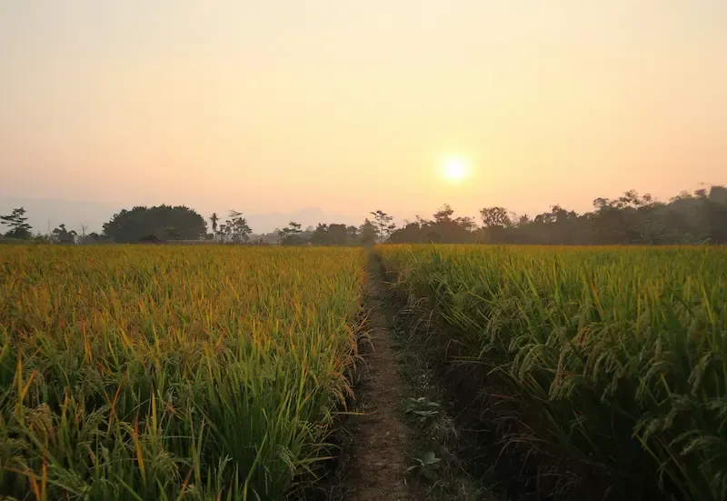 Buffalo Grazing in the Fields of Phong Nha Village During Sunset