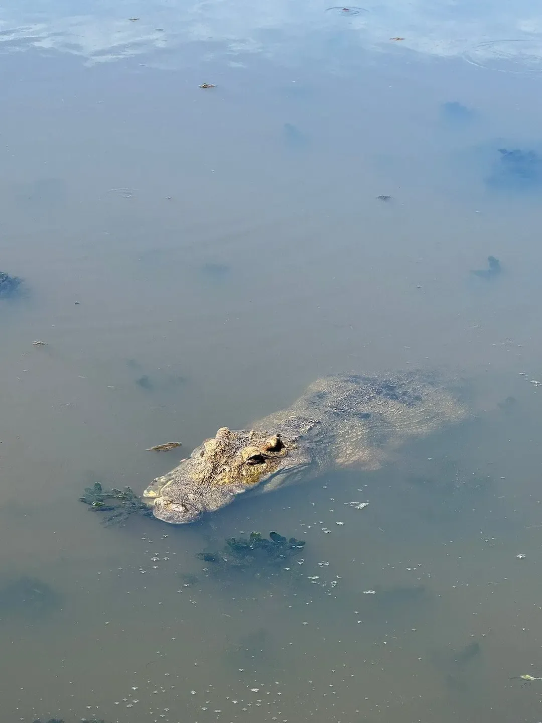 a Large Crocodile in Shallow Waters of Cat Tien National Park