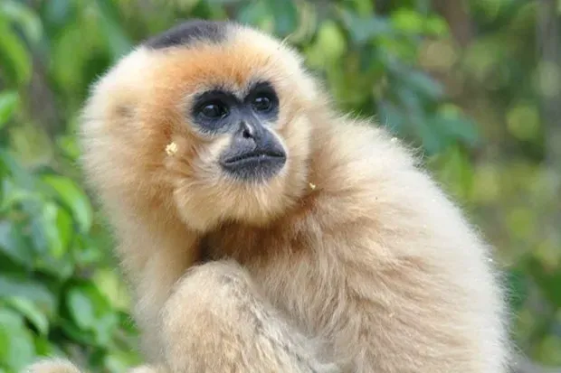 vượn đen má trắng ở vườn thực vật