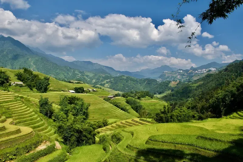 Sapa Rice Fields