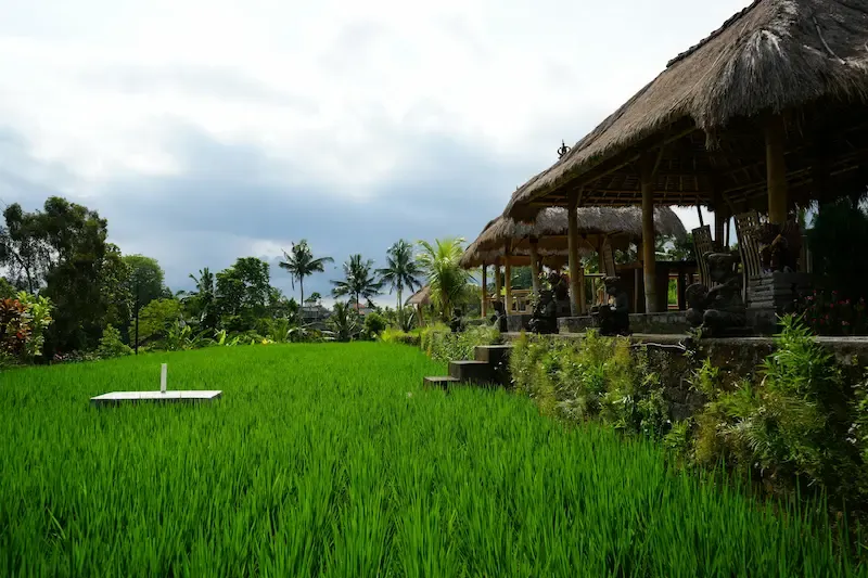 cycling through rice field