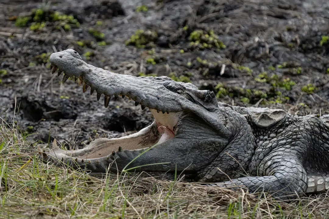 Close up of a crocodile with its mouth open basking on the muddy banks of Crocodile Lake in Nam Cat Tien National Park