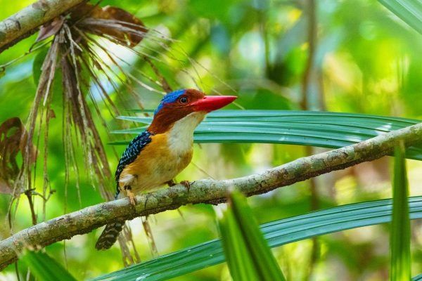 Loài Chim Sặc Sỡ Tại Vườn Thực Vật Cát Tiên