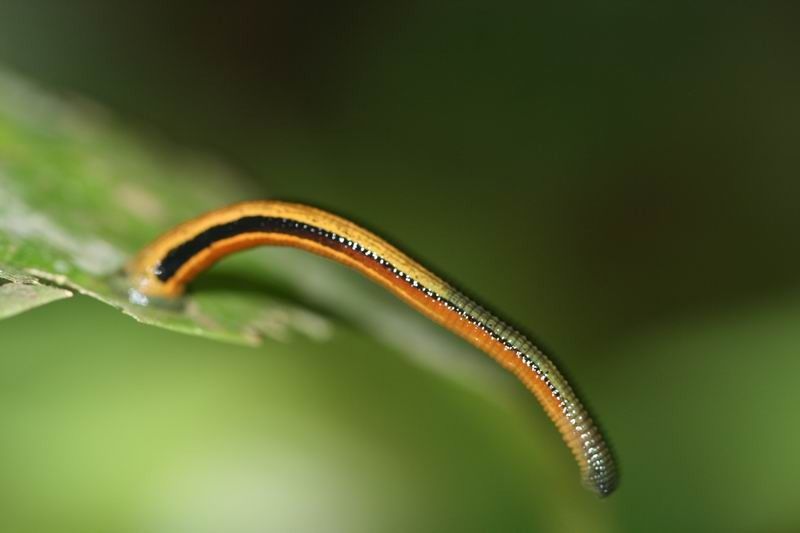 Con vắt trườn mình trên phiến lá xanh