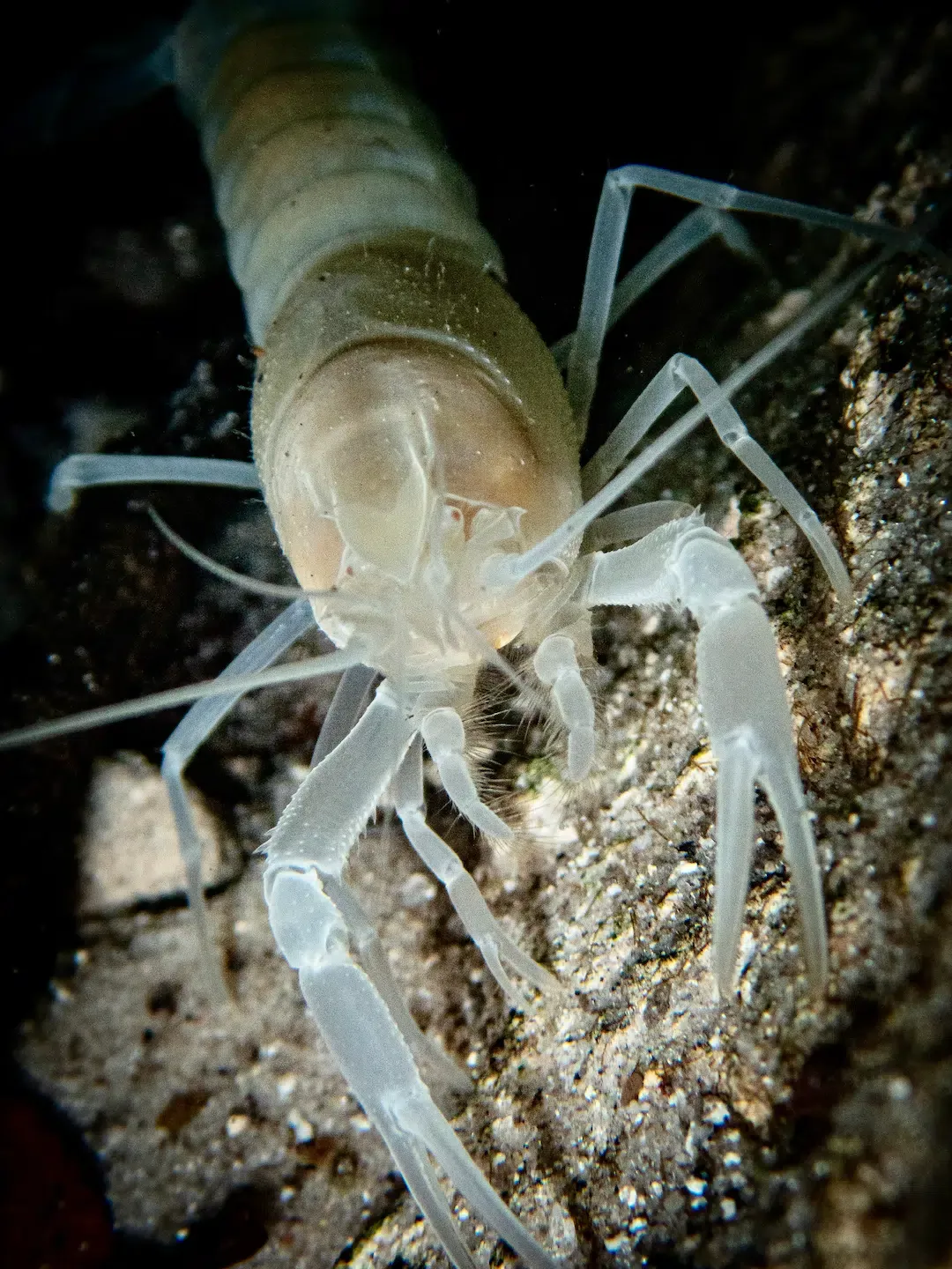 Front view of a translucent white cave crayfish with long front claws resting on wet gravel