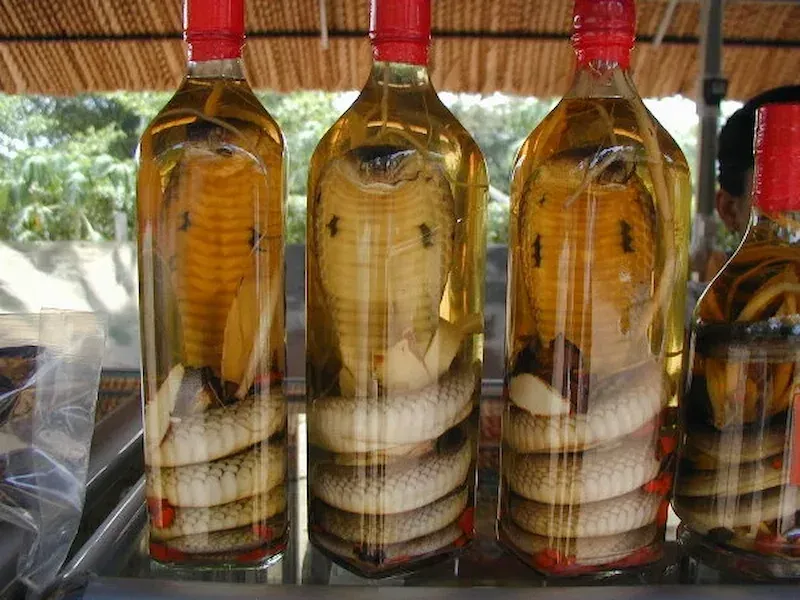 Snake Wine Is an Interesting Drink in Vietnam