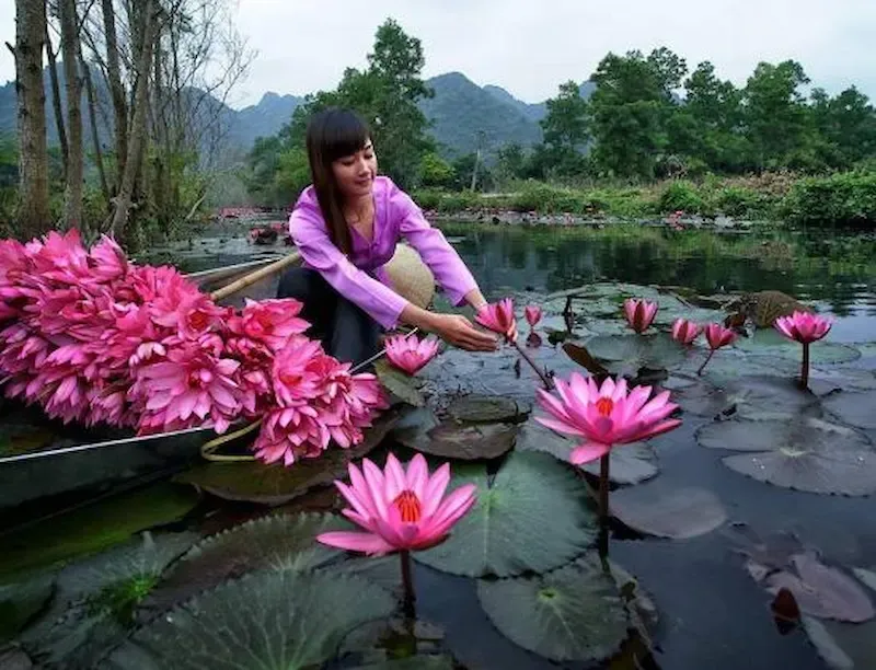 Lotus Flower Leaves Collected by Local Farmer for Preparation of Lotus Green Team in Central Highlands